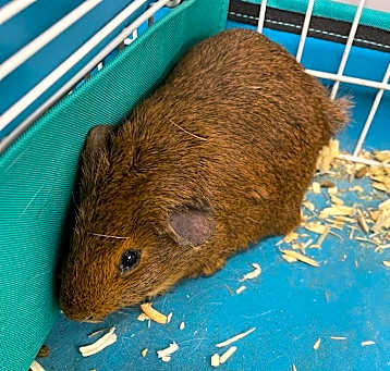 Photo of Brown Guinea Pig