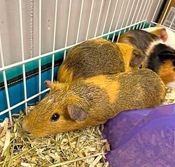 Photo of Orange/ brown Guinea Pig 1