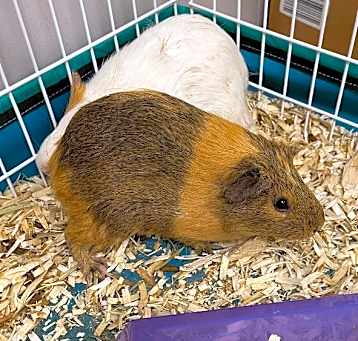 Photo of Orange/ brown Guinea Pig 2
