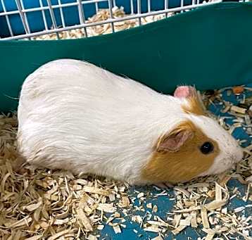 Photo of White Guinea Pig