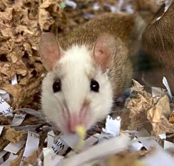 Photo of  Wand the African Soft Fur Rat