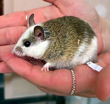 Photo of Triscuit the African Soft Fur Rat