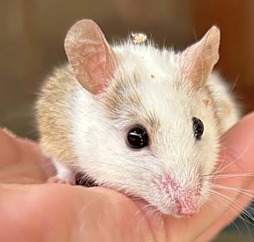 Photo of Stow Away the African Soft Fur Rat