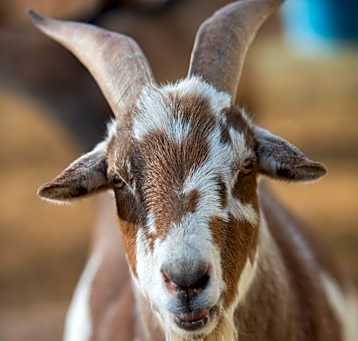 Photo of Rusty