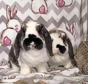 Photo of Meredith and Gordy