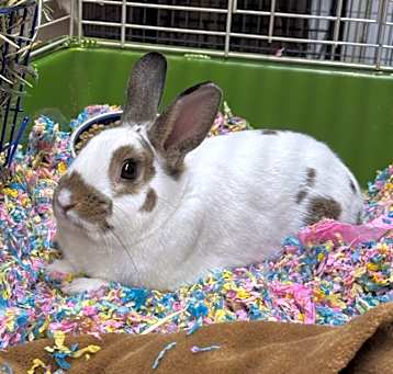 Photo of Officer Hops