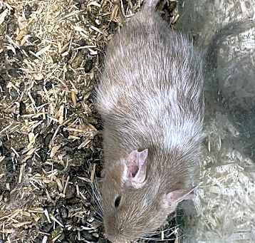 Photo of Piebald Degu