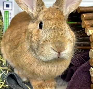 Photo of Carrot Cake