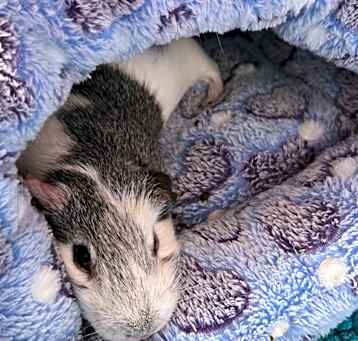 Photo of Benny