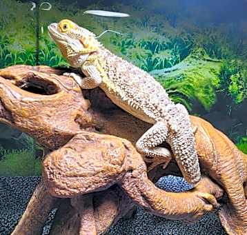 Photo of Dimitri