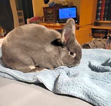 Photo of Silver - Kitchener