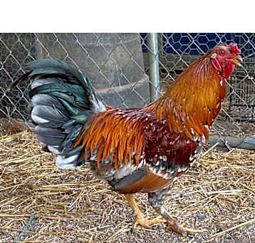 Photo of Rooster