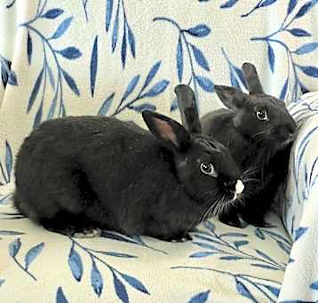Photo of Miffy and Buttons