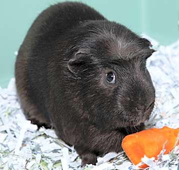 Photo of Steve