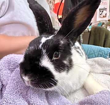 Photo of Bunny Boy