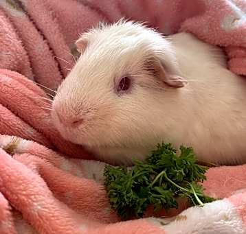 Photo of Wallace