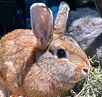 Photo of Waffles