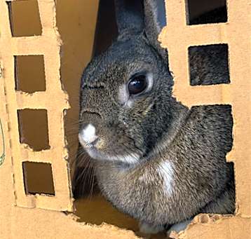 Photo of AGATHA