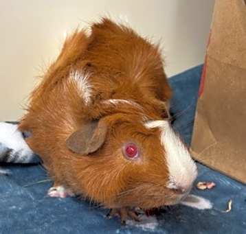 Photo of Pepper
