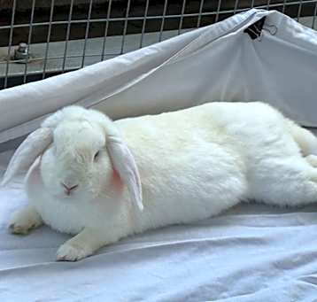 Photo of CUPID