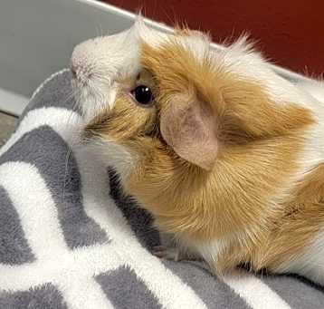 Photo of Bacon