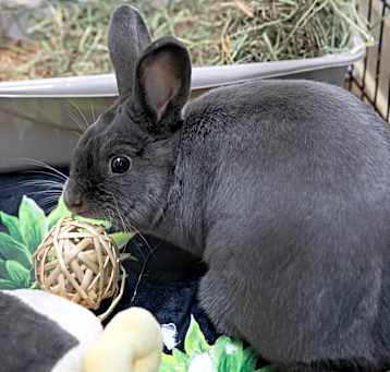 Photo of Maru