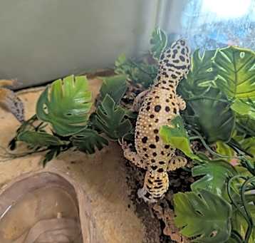 Photo of Bonnie