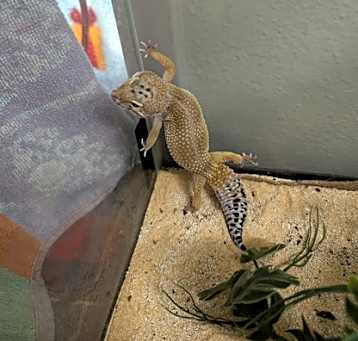 Photo of Cleo