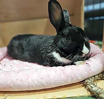 Photo of Olive