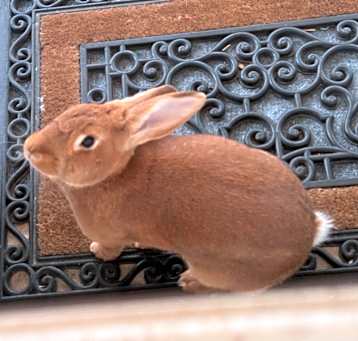 Photo of Penny