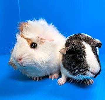 Photo of Cianna / Mira