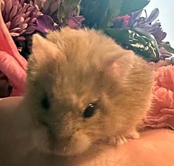 Photo of Penny