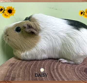 Photo of Daisy