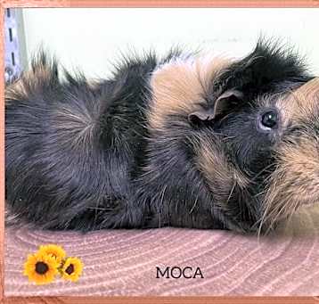 Photo of Moca