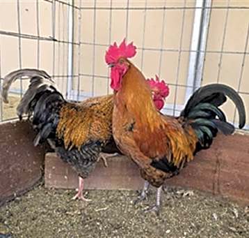 Photo of A164757