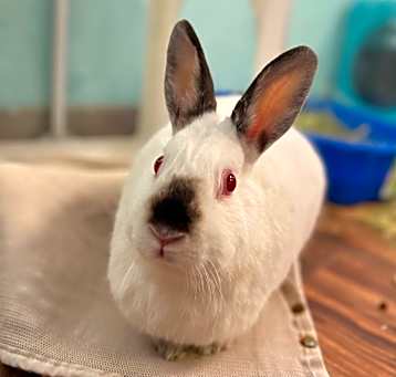 Photo of Snowie