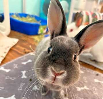 Photo of Lacey