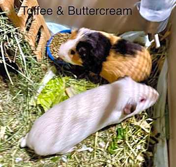 Photo of Buttercream