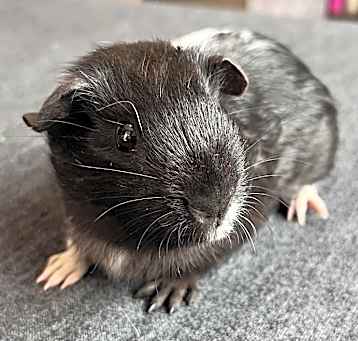 Photo of Cookie