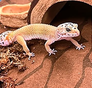 Photo of Nebula