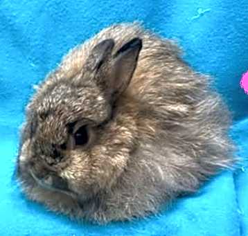 Photo of Momma Lint Trap