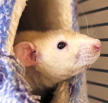 Photo of CHEERIO