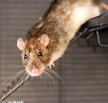 Photo of RATIGAN