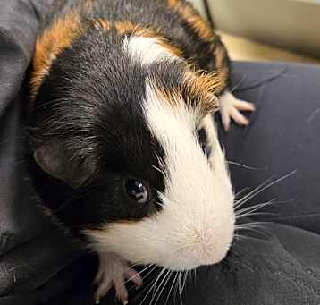 Photo of Mr. Halloweenie