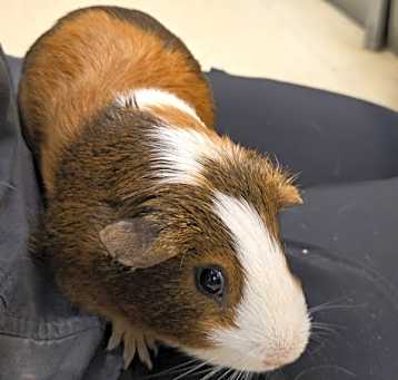 Photo of Rumble