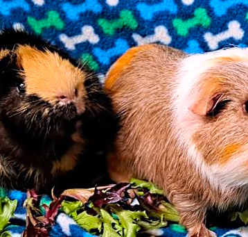 Photo of Twix