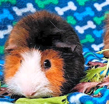 Photo of Daffodil