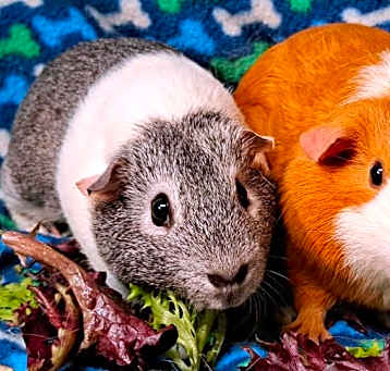 Photo of Pansy