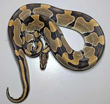 Photo of Gerry