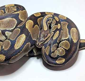 Photo of Nella